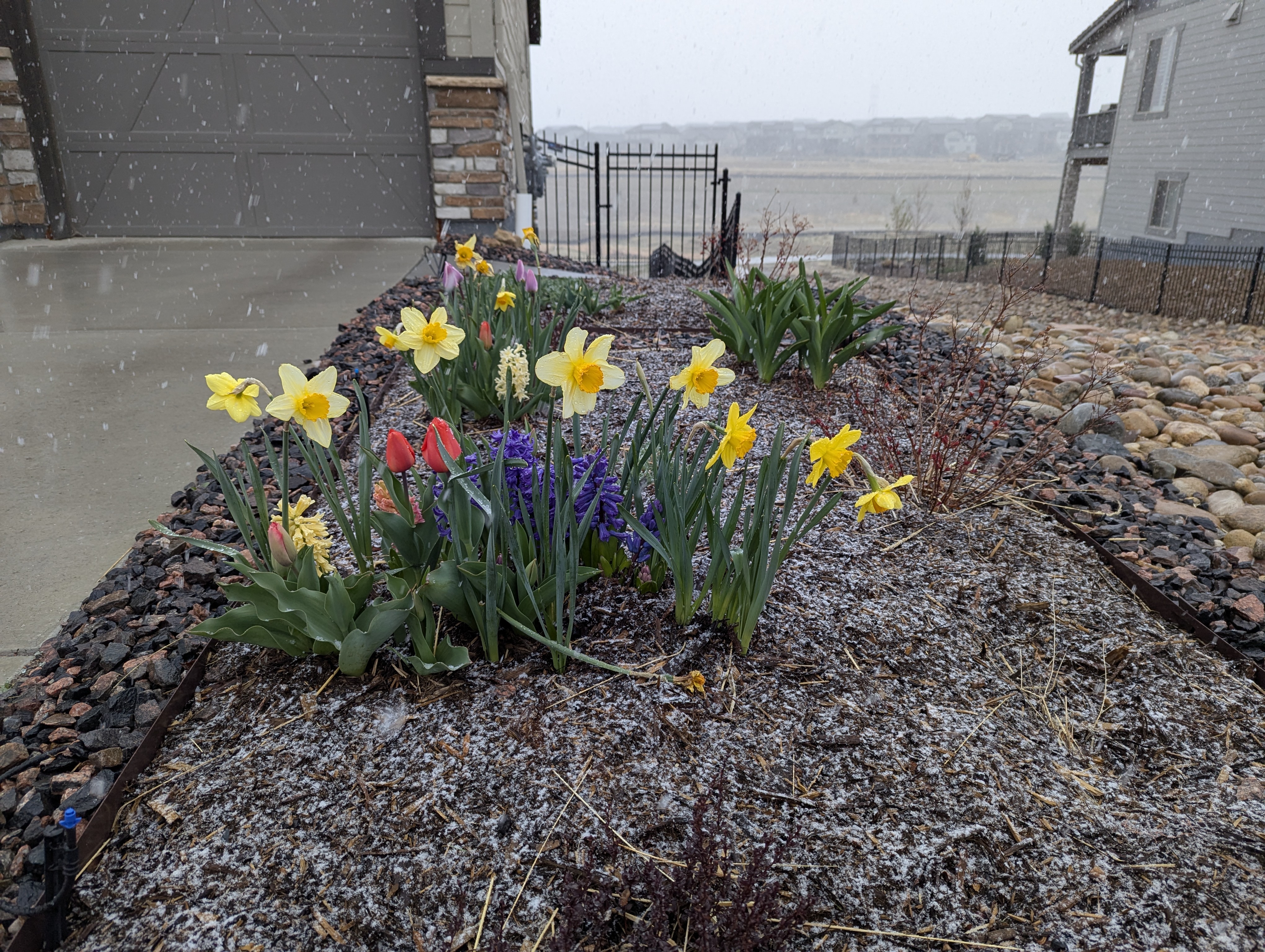 Hyacinth, Daffodils, Tulips, Morrison, Colorado
